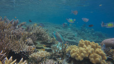 A handout underwater picture taken in September 2025 by environmental NGO Auriga Nusantara shows bleached corals caused by nickel waste pollution near Manuran Island in Raja Ampat, Southwest Papua. Nickel mining continues to threaten one of the world's most important marine biodiversity and coral hotspots in Indonesia, despite the government revoking several permits, a report warned on Sept. 25, 2025.