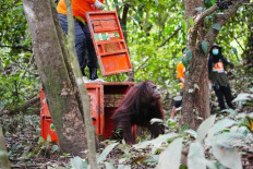 A Kalimantan orangutan (Pongo Pygmaeus) is released from its cage on June 23 at the at Gunung Batu Mesangat protected forest in Busang district, East Kutai regency, East Kalimantan. The East Kalimantan Natural Resources Agency (BKSDA) cooperated with Kelinjau Production Forest Management Unit (KPHP) and the Center for Orangutan Protection (COP) released three Kalimantan orangutan individuals.