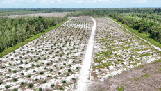 Rows of young oil palm trees are seen on April 28 on the border of Sebangau National Park area in Central Kalimantan. Around 2,000 hectares of forests in the national park and its buffer zone were cleared to make way for oil palm plantations in 2024, according to NGO Auriga Nusantara. 