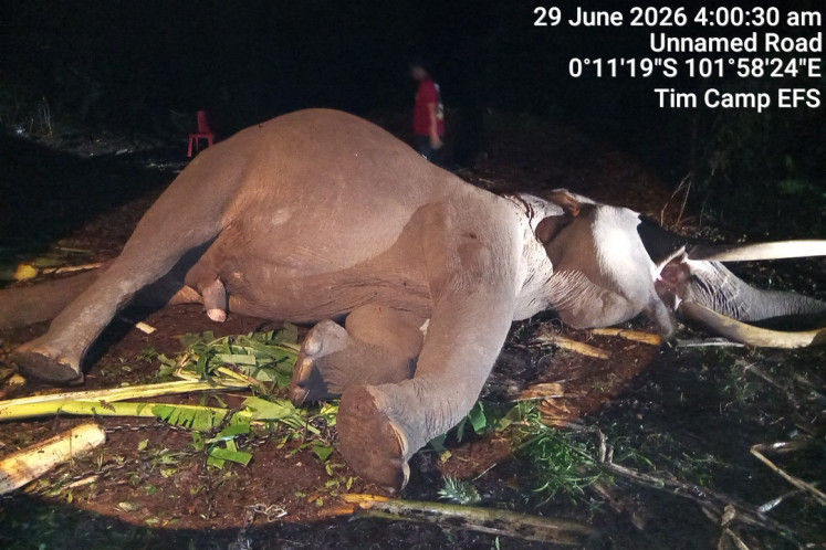 The carcass of Indro, a 45-year-old male Sumatran elephant (Elephas maximus sumatranus) is seen on Monday after he was declared dead at 3:45 a.m. in Tesso Nilo National Park in Pelalawan regency, Riau. Indro was a member of the Flying Squad team, which helped guard the national park area and prevent conflicts between humans and wild elephants.