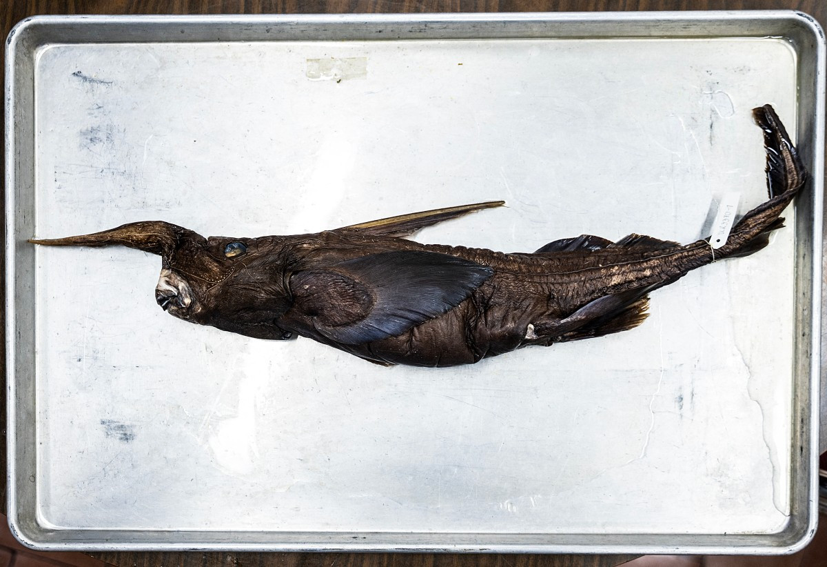 This image shows the newly discovered Costa Rican ghost shark (Rhinochimaera costaricana) at the Museum of Zoology of the University of Costa Rica's Center for Research in Biodiversity and Tropical Ecology in San Jose, Costa Rica, on July 3, 2026.