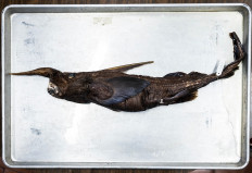 This image shows the newly discovered Costa Rican ghost shark (Rhinochimaera costaricana) at the Museum of Zoology of the University of Costa Rica's Center for Research in Biodiversity and Tropical Ecology in San Jose, Costa Rica, on July 3, 2026.