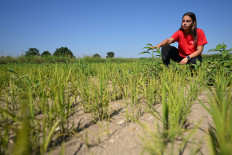Farmer Sharon Angoli, 22, inspects rice plants struggling to grow in a paddy field overrun by weeds during a drought in Torre Beretti, near Pavia, on July 3, 2026.