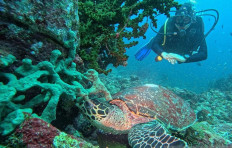 A tourist watches a wild green turtle (Chelonia mydas) from close range on May 15, 2025, at the Batee Tokong dive site in Iboih waters off Sabang, Aceh.

