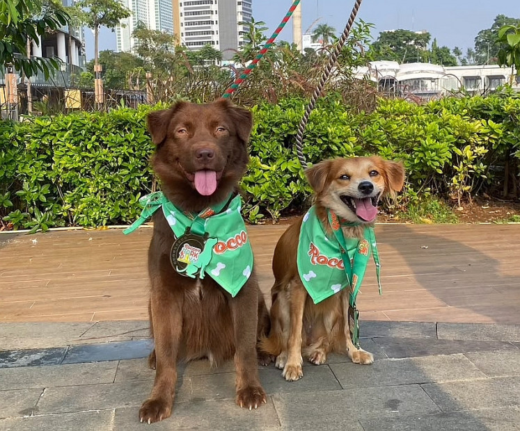 Second chance: Adopted dogs Hazelnut (left), 3.5 years, and Peanut, 4, sit with matching bandannas along a paved sidewalk in Jakarta, in this undated photograph.