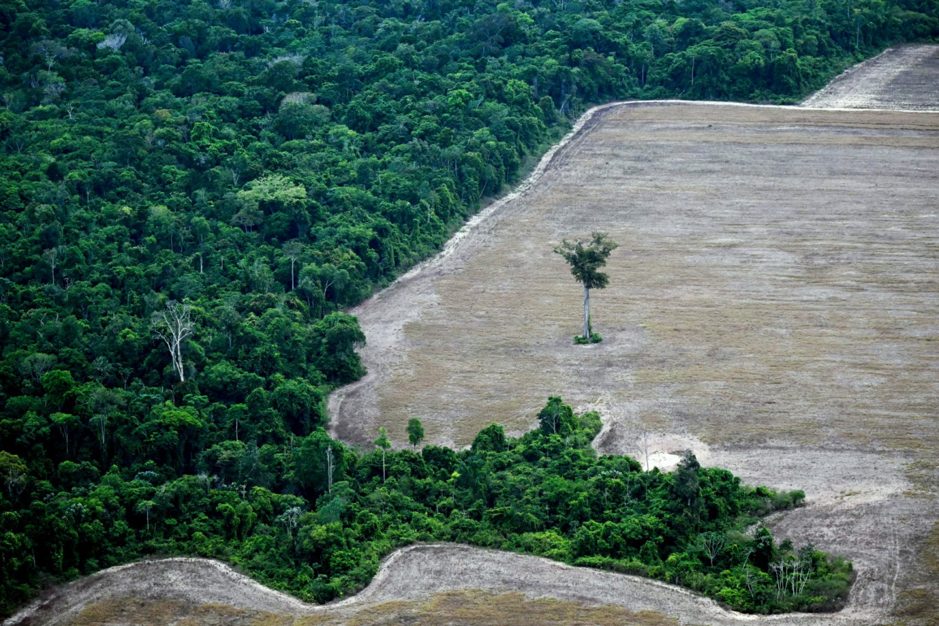 This aerial view shows a tree standing at a deforested area in the Amazon rainforest in the municipality of Ipixuna do Para, Para State, Brazil, on Nov. 12, 2025, during the COP30 UN Climate Change Conference.