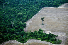 This aerial view shows a tree standing at a deforested area in the Amazon rainforest in the municipality of Ipixuna do Para, Para State, Brazil, on Nov. 12, 2025, during the COP30 UN Climate Change Conference.