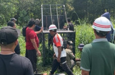 Workers from Riau Natural Resources Conservation Agency (BBKSDA) and an industrial forestry plantation (HTI) install a trap near the location of a tiger attack in Pelalawan regency, Riau, in this undated picture released by Riau BBKSDA. Two people have been killed in suspected attacks by a Sumatran tiger in two separate incidents in the past week.