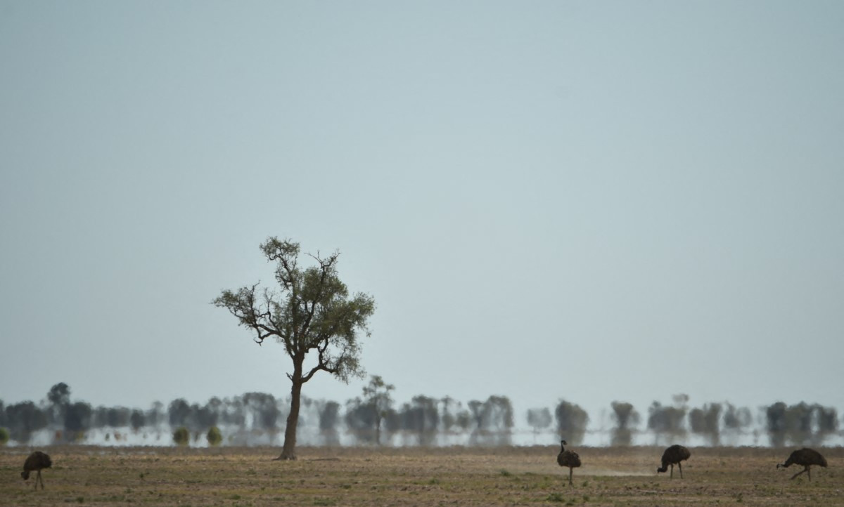 Emus seek food in the dry earth near the Australian agricultural town of Walgett, 650 kilometers northwest of Sydney in this file photo taken on Feb. 12, 2015.