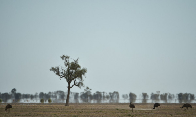 Emus seek food in the dry earth near the Australian agricultural town of Walgett, 650 kilometers northwest of Sydney in this file photo taken on Feb. 12, 2015.