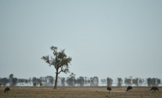 Emus seek food in the dry earth near the Australian agricultural town of Walgett, 650 kilometers northwest of Sydney in this file photo taken on Feb. 12, 2015.