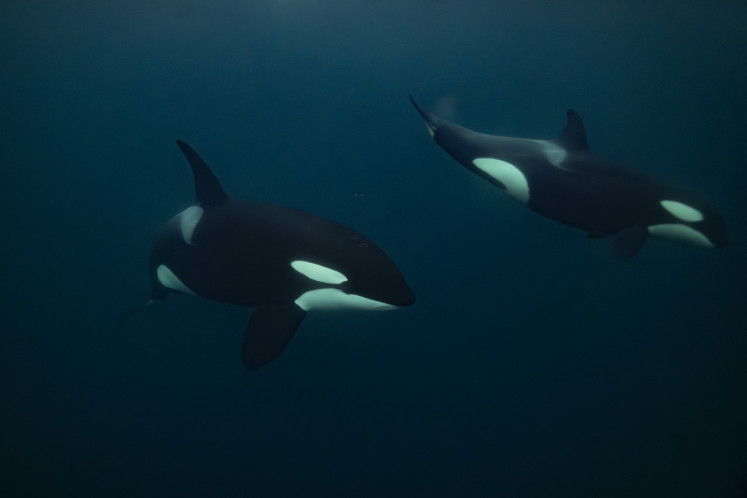 Orcas (Killer Whale) chase a baitball of herring near Spildra Island, Northern Norway, on November 6, 2025. Between October and January billion of herrings gather in northern Norway fjords to feed. Orcas and Humpback whales chase them to meet their needs of fat and proteins.