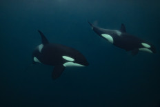 Orcas (Killer Whale) chase a baitball of herring near Spildra Island, Northern Norway, on November 6, 2025. Between October and January billion of herrings gather in northern Norway fjords to feed. Orcas and Humpback whales chase them to meet their needs of fat and proteins.