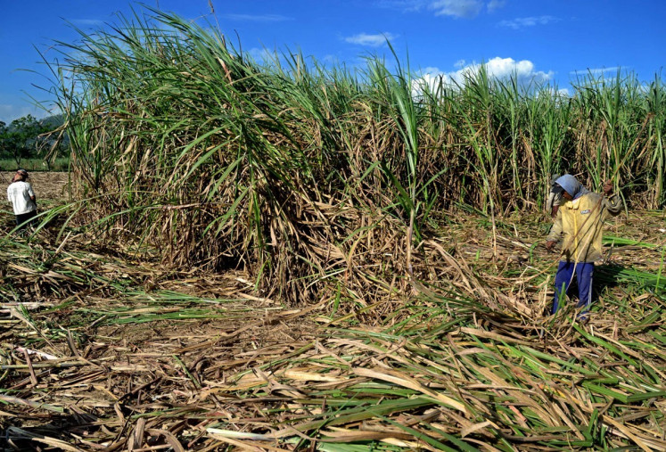 Field workers harvest sugarcane to have it ready for crushing in Purwosekar village in Malang, East Java. The cane will be sold either to brown sugar makers or large sugar factories, depending on its quality. Better quality cane will fetch a better price among brown sugar makers. 