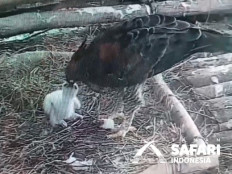 Female Javan hawk-eagle Riska (left) feeds her newly hatched hatchling Garuda in this undated picture take from a video at Indonesian Safari Park (TSI) in Cisarua, Bogor regency, West Java. Garuda was born on June 16, 2026, as the ninth offspring hatched by Riska and her male partner Hanum at Bogor TSI.