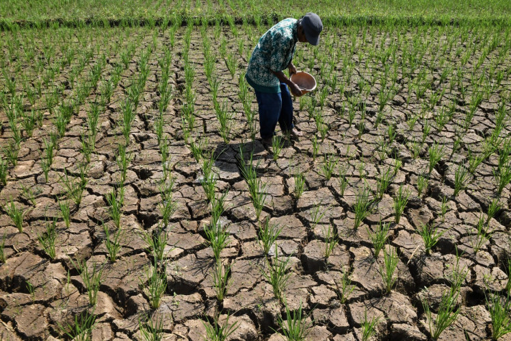 A farmer applies urea to paddy on June 10, 2026, at a drought-affected rice farm in Handapherang village, Ciamis regency, West Java, where around 12 hectares of rice fields have been left parched and cracked as the dry season intensifies.
