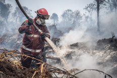 A fireman extinguishes a peatland fire on Aug. 24, 2026, in Kampar regency, Riau. The Riau provincial administration and other agencies reduced the area affected by forest and land fires from about 16,000 to 900 hectares between January and August 2026. 