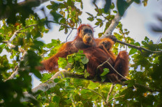 This undated handout photograph taken by the Orangutan Information Centre and released on June 10, 2026 shows the Tapanuli orangutans over a tree in the Batang Toru forest in Indonesia's North Sumatra. Climate change-fueled landslides wiped out nearly one in 10 remaining members of the world's rarest great ape species on Sumatra island, scientists said on June 10.