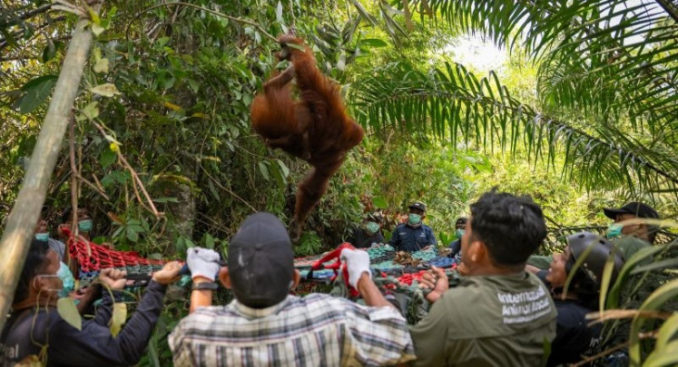 A joint conservation team comprising representatives of the West Kalimantan Natural Resources Conservation Agency (BKSDA), Gunung Palung National Park management, the Internatioal Animal Rescue Foundation Indonesia (YIARI) and local communities evacuate on Aug. 19 one of three Bornean orangutans found in a community plantation in Ketapang regency, West Kalimantan. The orangutans were believed to come from a nearby forest that has been engulfed by wildfire.