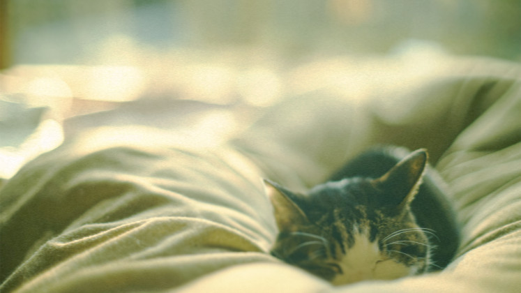 Of cats and writers