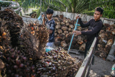 Workers unload fresh fruit bunches (FFB) from an open-back truck at a collector in Palangka Raya, Central Kalimantan, on Oct. 29, 2025. 