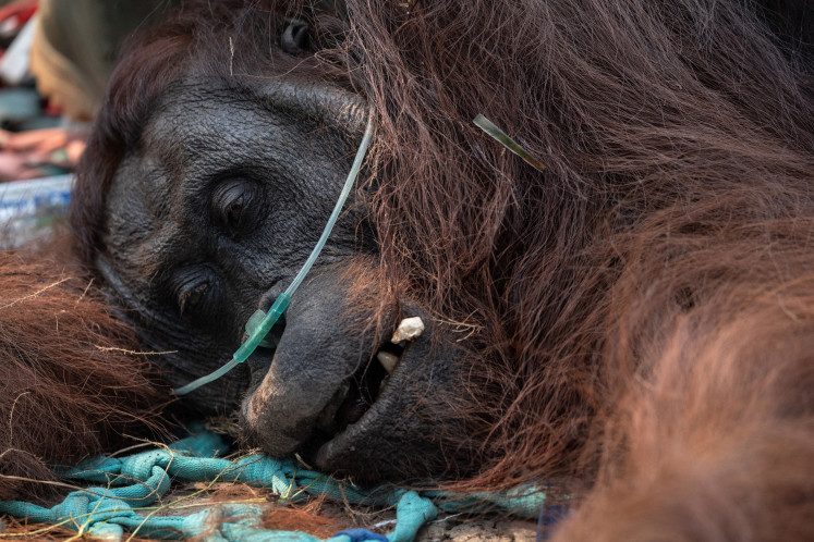Sempurna, an adult male Bornean orangutan, receives emergency treatment after being rescued at an oil palm plantation near an area affected by wildfires in Kuala Satong village, Ketapang regency, West Kalimantan on Aug. 30, 2026. 