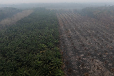 A partially burned oil palm plantation is blanketed by haze on Aug. 30 in Kuala Satong village, Ketapang regency, West Kalimantan.