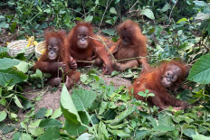This photo taken on Tuesday and released by the Odisha Forest Department shows orangutans sitting next to bananas upon their rescue by officials at the Ranakatha Protected Reserved Forest in Balasore district, in India's Odisha state. Indian officials rescued five baby orangutans in an eastern forest, a state minister said, with authorities suspecting they were trafficked into the country from Southeast Asia. 