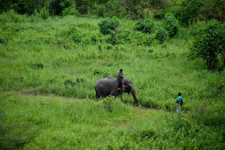 A mahout rides a Sumatra elephant on July 18 at the Conservation Response Unit in Bener Meriah in the highlands of Aceh province.