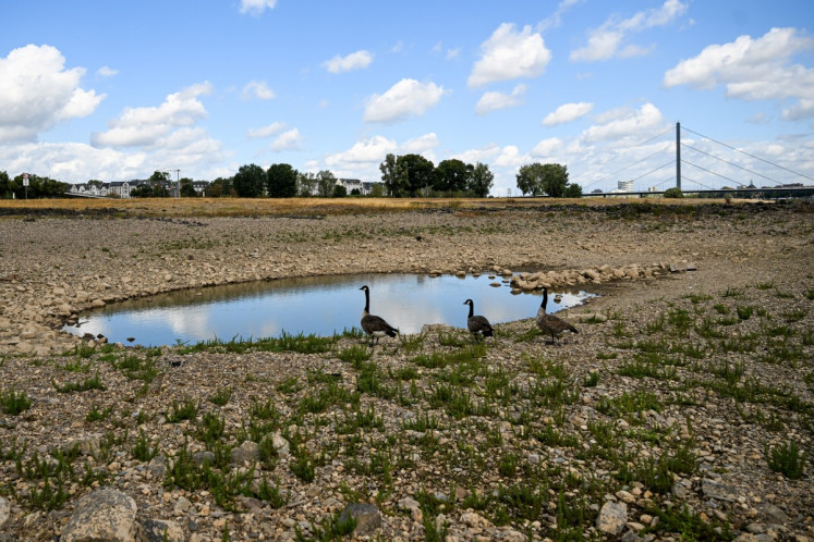 Geese stop at a water pool left on the partially dried-up river bed of the Rhine in Duesseldorf, western Germany, on August 20, 2026, following exceptionally hot weather.