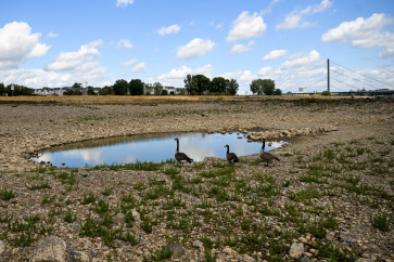 Geese stop at a water pool left on the partially dried-up river bed of the Rhine in Duesseldorf, western Germany, on August 20, 2026, following exceptionally hot weather.
