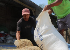 Members of the Sinar Abab Mandiri Forest Farmers Group fill a sack with rice they have cultivated and harvested. (Image courtesy of M4CR)