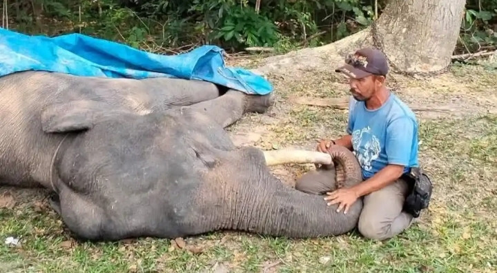 A mahout inspects the body of Diego, a 17-year-old tame male Sumatran elephant, on Sept. 16 at the Minas Elephant Training Center in Riau. Diego died from a suspected chronic infection of the digestive tract, marking the 13th reported Sumatran elephant death across the country this year.