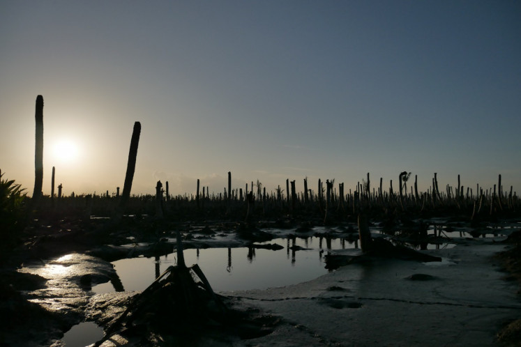 Barren land: Rows of dead coconut trees are seen in this photo taken on July 25, 2023, in one of the former coconut plantations of Kuala Selat village in Indragiri Hilir, Riau. Seawater is intruding further inland as the village loses the mangrove forests that protect it from waves and erosion.