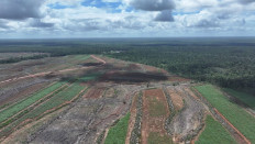 Cleared land earmarked for food estate projects is parched next to the remaining forest canopy in Merauke, South Papua. (Images courtesy of Auriga Nusantara)