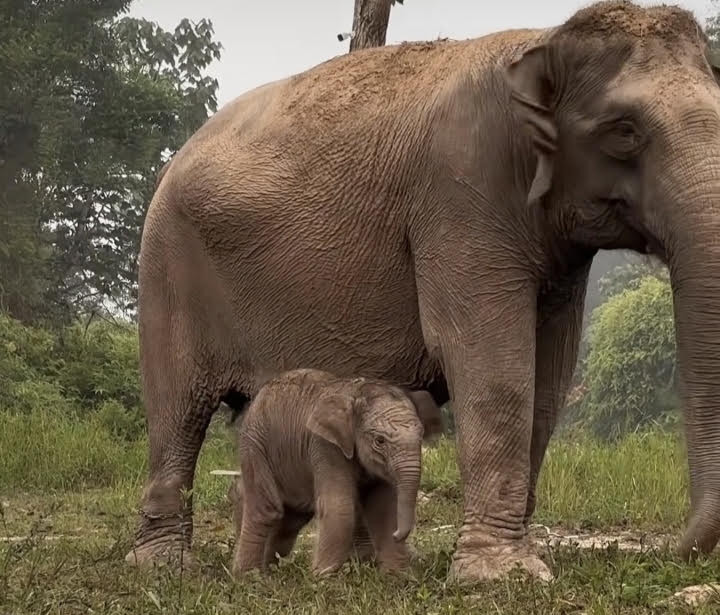 Lisa, a 45-year-old tame elephant, tends on Wednesday to her as-yet-unnamed male calf at Tesso Nilo National Park, Pelalawan regency, Riau. The calf is Lisa's sixth.