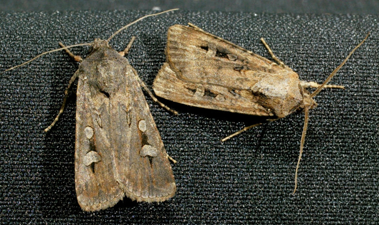 Australian bogong moths rest on a piece of material in Sydney, Australia, on Oct. 28, 2003.