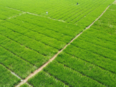 An aerial view&nbsp;shows a farmer&nbsp;spraying crops on Oct. 2&nbsp;in a rice&nbsp;field in Sukakarya, Bekasi, West Java.
