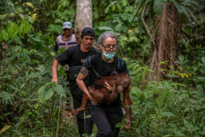 This handout picture taken on September 4, 2026 and released on September 10, 2026 by the Forestry Ministry and conservation group International Animal Rescue (IAR) Indonesia shows a rescue operation for orangutans caught up in wildfires in Pemangkat village in West Kalimantan.