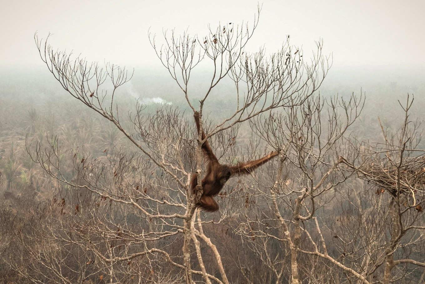 An orangutan hangs from a tree in a palm-oil plantation affected by wildfires before being rescued in Laman Satong village, Ketapang, West Kalimantan, on Sept. 30, 2026. The intense wildfires, burning mainly on Kalimantan and Sumatra, began in July and could continue until November, aggravated by a severe El Ni&ntilde;o weather pattern, the government has warned.