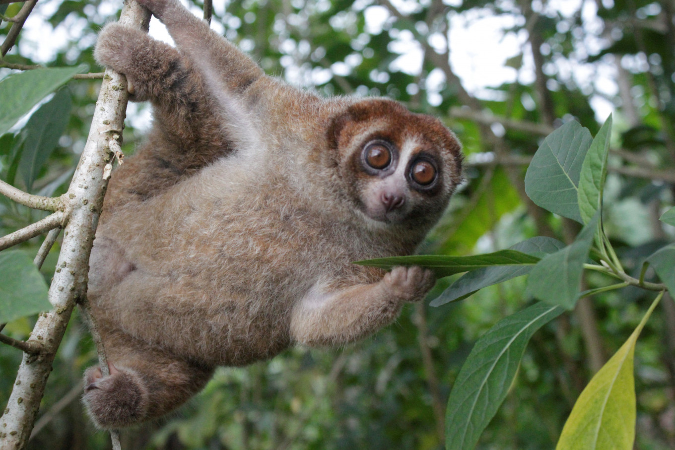 A Bangka slow loris hangs from a tree on the island of Bangka, east of Sumatra, in this undated photograph released on October 20, 2026. 