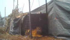 A suspected man-eating Sumatran tiger (Panthera tigris sondaica) sits inside a metal box trap on Sept. 8 in a industrial forest plantation (HTI) concession area in Semenanjung Kampar landscape in Pelalawan regency, Riau.