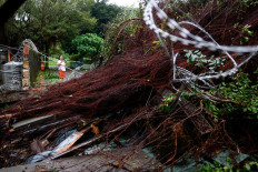An uprooted tree after strong winds brought by Typhoon Champi in Taipei, Taiwan, on Oct. 24, 2026.