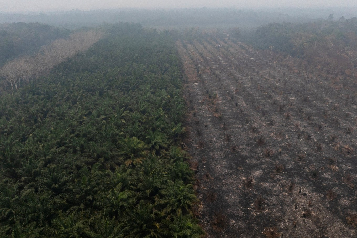 A partially burned oil palm plantation is blanketed by haze on Aug. 30 in Kuala Satong village, Ketapang regency, West Kalimantan.