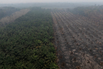 A partially burned oil palm plantation is blanketed by haze on Aug. 30 in Kuala Satong village, Ketapang regency, West Kalimantan.