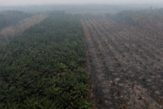 A partially burned oil palm plantation is blanketed by haze on Aug. 30 in Kuala Satong village, Ketapang regency, West Kalimantan.