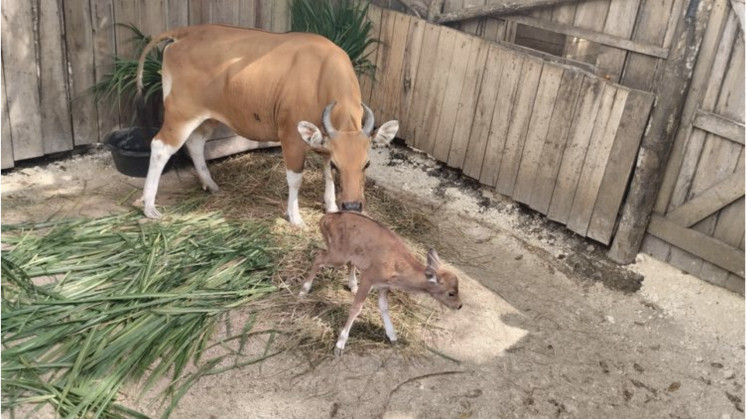 A female Javan banteng (Bos javanicus javanicus) interacts with its newborn calf at the Pangandaran Javan Banteng Reintroduction Center in Pananjung Nature Reserve, Pangandaran regency, West Java, on July 27, 2025.

